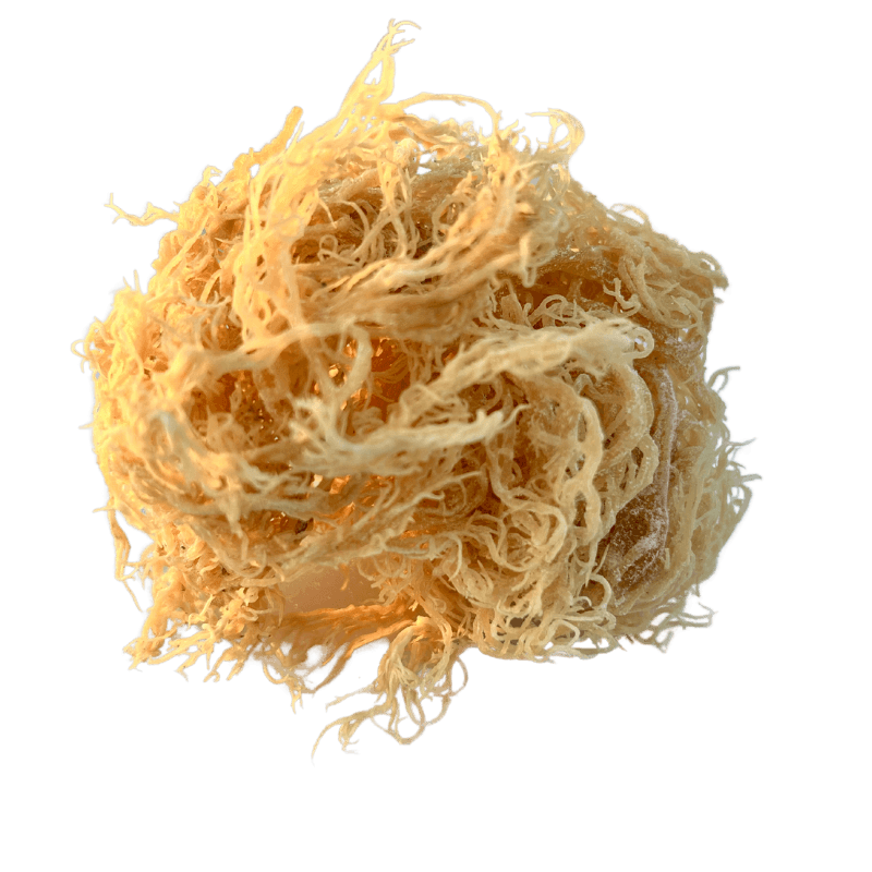 Raw Gold Sea Moss Wildcrafted