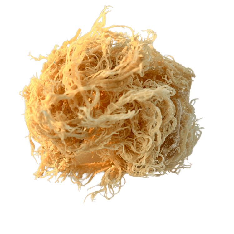 Raw Gold Sea Moss Wildcrafted