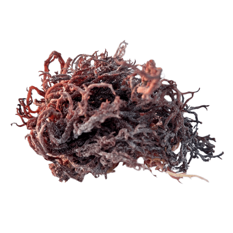 Raw Purple Sea Moss Wildcrafted, showing its unique texture and natural appearance.