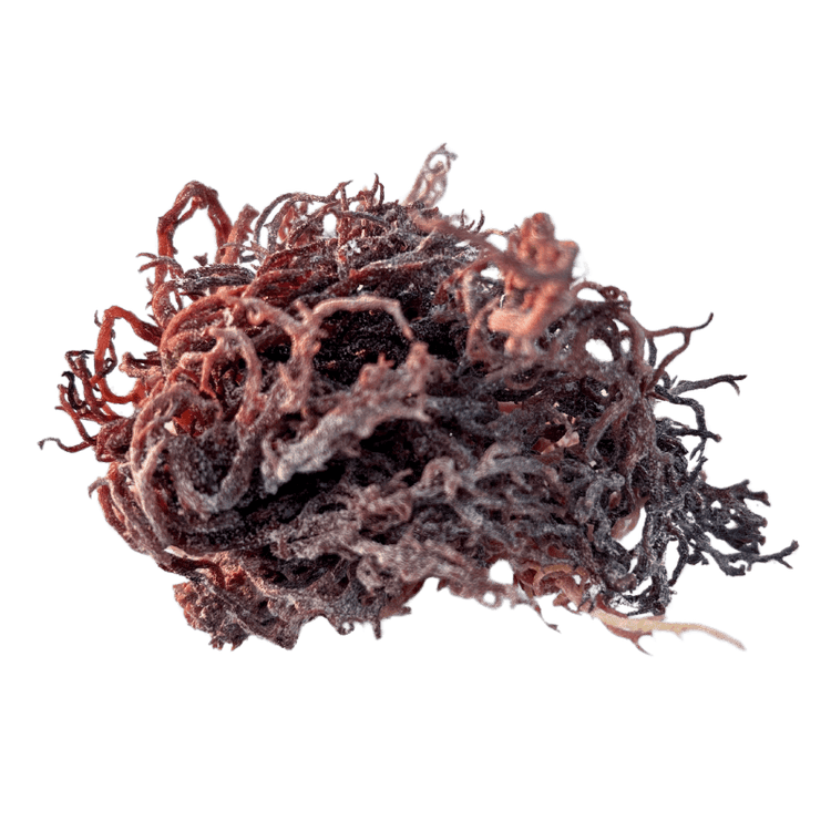 Raw Purple Sea Moss Wildcrafted, showing its unique texture and natural appearance.